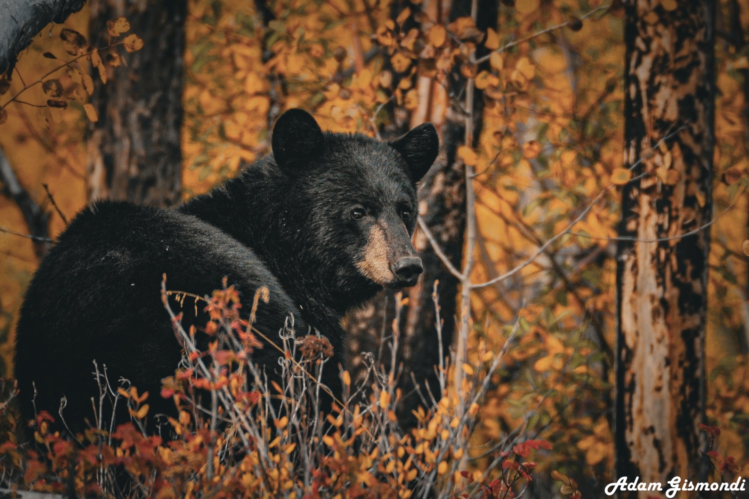 Wildlife 2